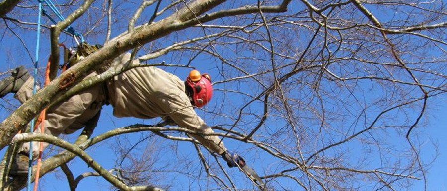 Ray's Tree Service in Spruce Pine, North Carolina is a registered arborist